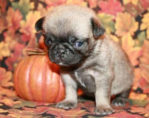 Pug Puppies For Sale