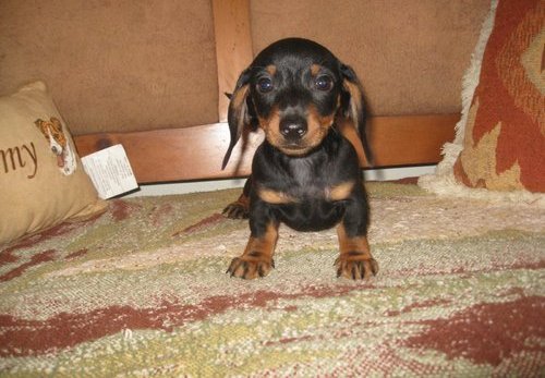 Dachshund Puppies