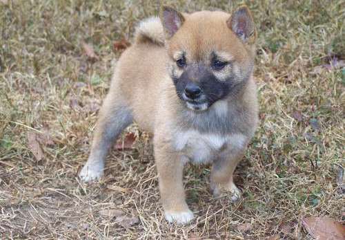 googd looking Shiba Inu Puppies For Sale