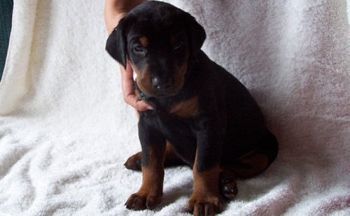 Doberman Pinscher Puppies