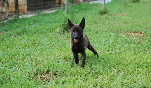 Dutch Shepherd Puppies