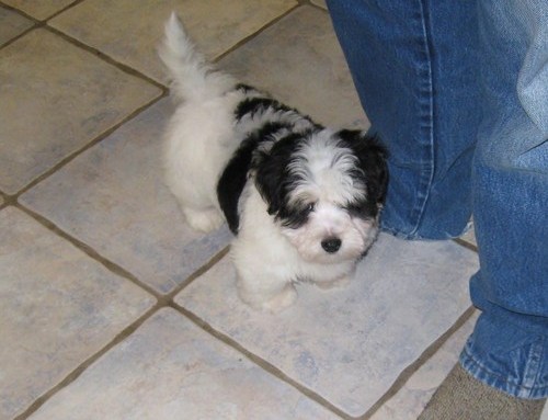 Coton De Tulear Puppies