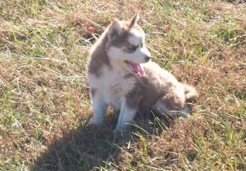 AKC AFFECTIONATE Siberian Husky Puppies For Sale