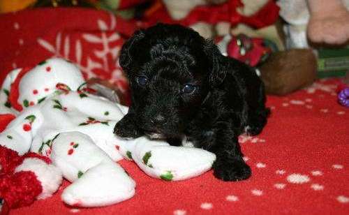 Toy Poodle Puppies For Sale