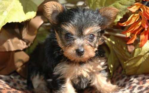 CUTE YORKY PUPS FOR SALE NOW
