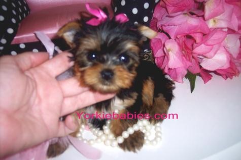 Yorkiebabies.com