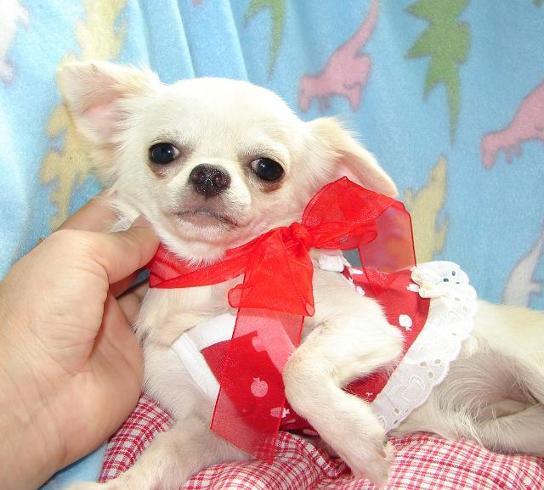 &quot;Tiny!!!&quot; AKC Chihuahua Puppies for Xmas.