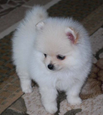 Adorable Pomeranian Puppy For Home Adoption
