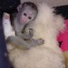 Lovely baby capuchin monkeys for your X-mass (fr97898397@yahoo.com)