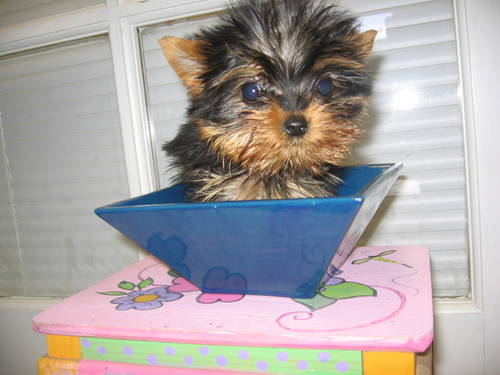 AKC Girl,Beautiful TeaCup Yorkies