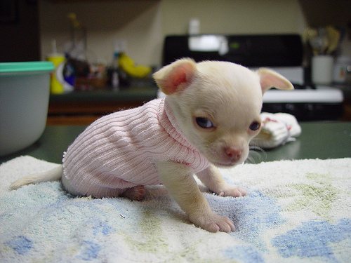 Tiny tea cup chihuahua puppies for adoption