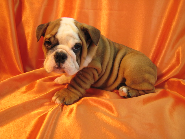 Lovely english bulldog puppies for Re-homing