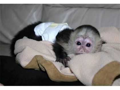 adorable and beautiful Capuchin monkey