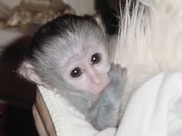 X-mas baby capuchin monkeys for adoption