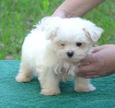 Romper! Male Healthy Teacup Maltese needs playmate