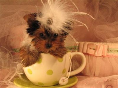 YORKIE PUPPIES FOR ADOPTION