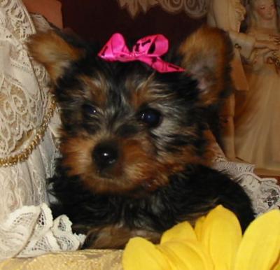 Yorkie puppies for Xmas