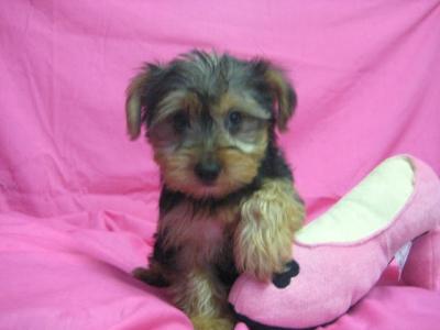 Twin Yorkshire Terrier Puppies For Adoption