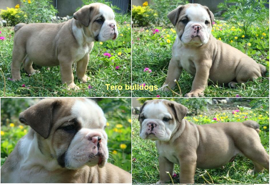 Akc Registered English Bulldogs Puppies
