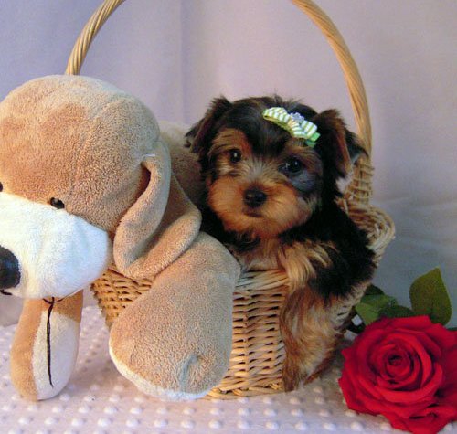 lovely yorkie puppies for sale