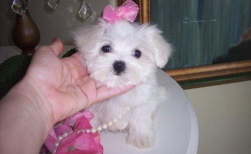 Adorable Maltese puppies for sale  ...