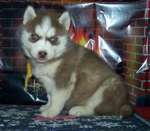 Nice Siberian husky puppies for sale  ...