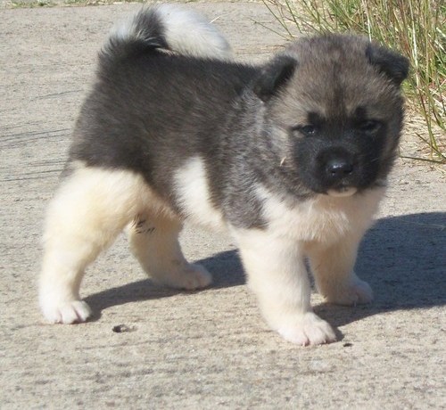 Sweet Akita puppies for sale  ...