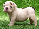 Two healthy english bulldog puppies for free adoption