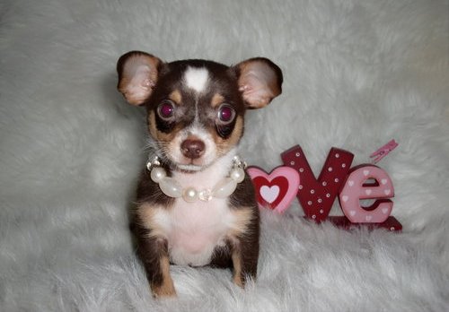 Clean and affectionate Female Chihuahua puppy available.