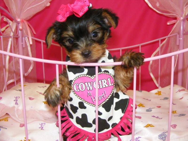 X-mas Tea Cup size Yorkie puppies for free adoption