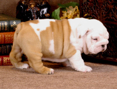 Home Raised English Bulldog Puppies For Free Adoption