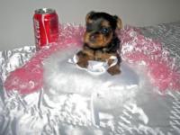 yorkie puppies