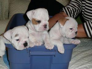 Wow ! Lovely Bulldog Puppies For Adoption