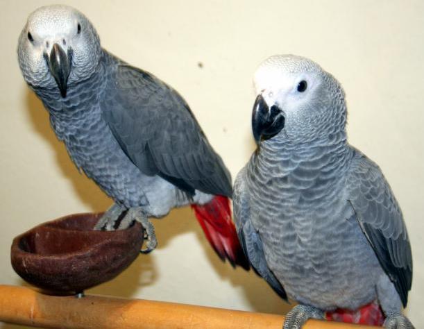 cute male and female african grey parrots for sale.