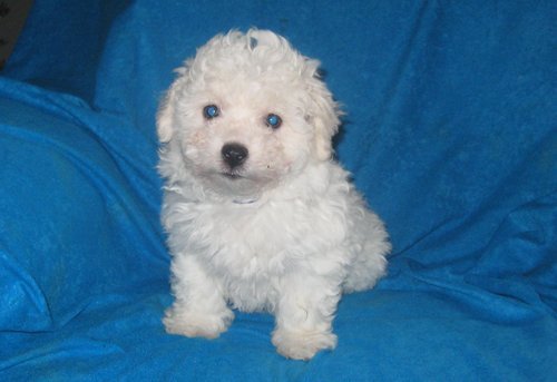 handsome looking bichon frise puppies for sale.