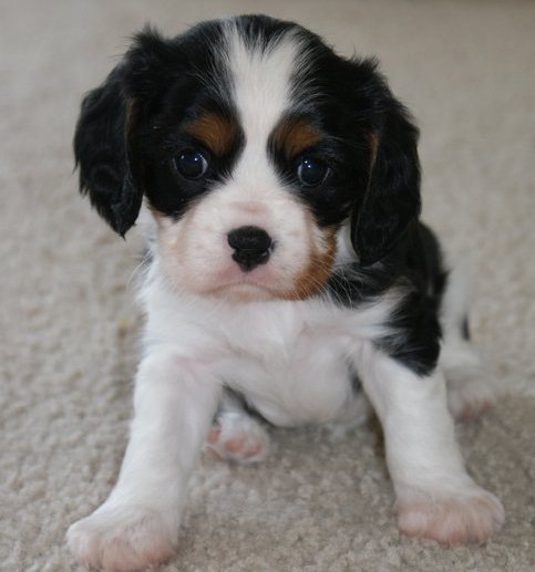 beautiful female Cavalier King Charles Spaniel puppies for sale.