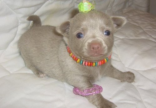 cute female chihuahua puppies for sale.