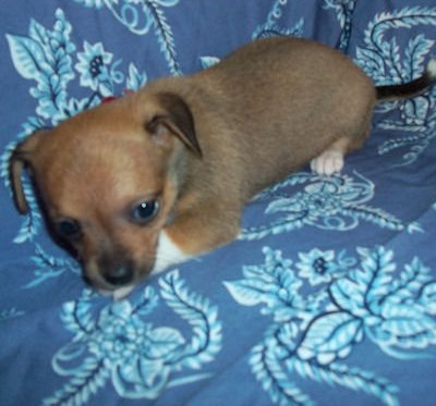chihuahua puppies available for new homes.