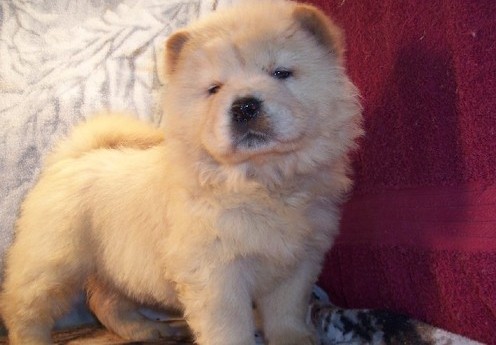 Chow Chow Puppies for Sale