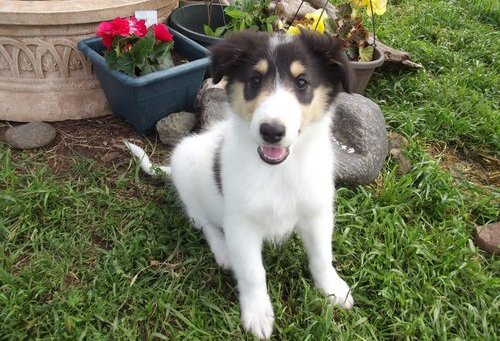 Collie Puppies for Sale