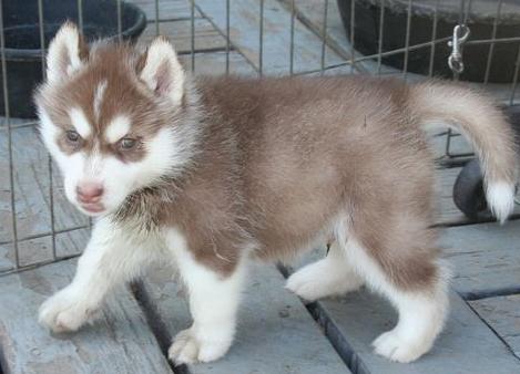 healthy and lovely siberian husky puppies for adoption