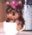 Beautiful AKC Teacup Yorkie puppies