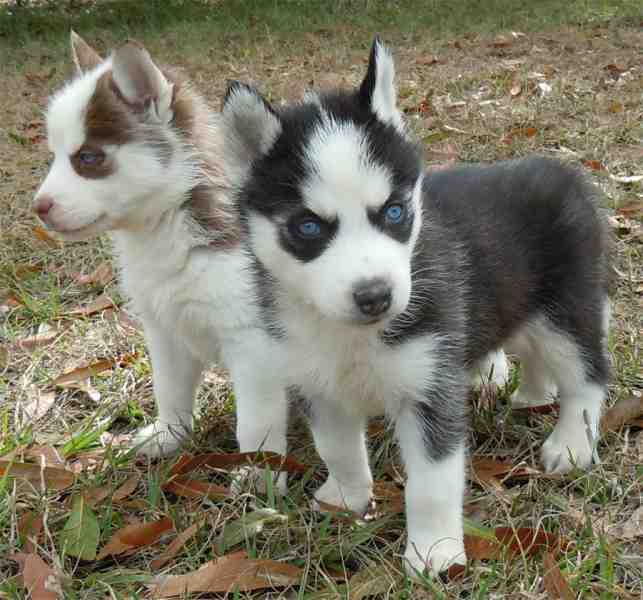 blue eye Siberian husky puppies available