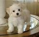INTELLIGENT BABY Maltese Puppies FOR ADOPTION(marie.lovely@yahoo.com)