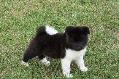 Japanese Akita Puppies For Sale
