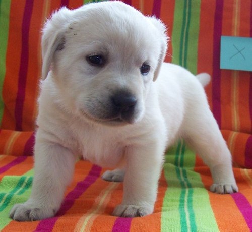 Labrador Retriever Puppies.