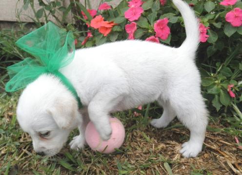Labrador Retriever Puppies For Sale