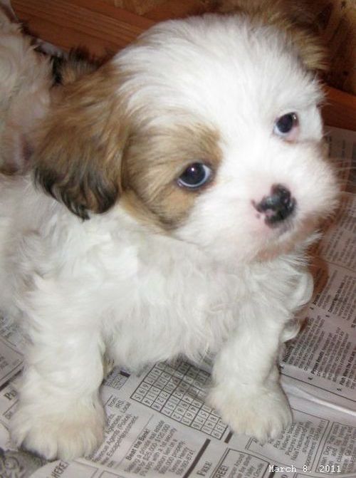 Lhasa Apso Puppies For Sale