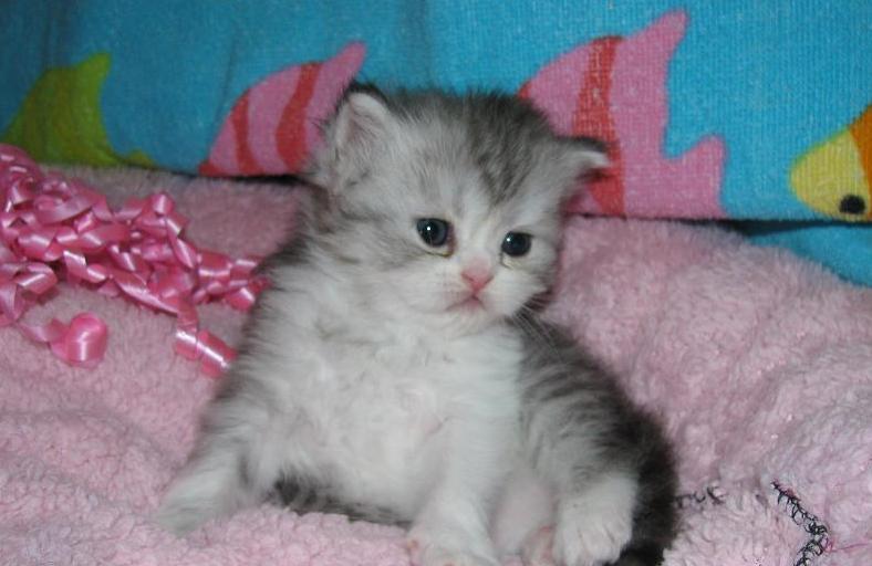 Male Persian Kitten