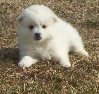Miniature American Eskimo Puppies